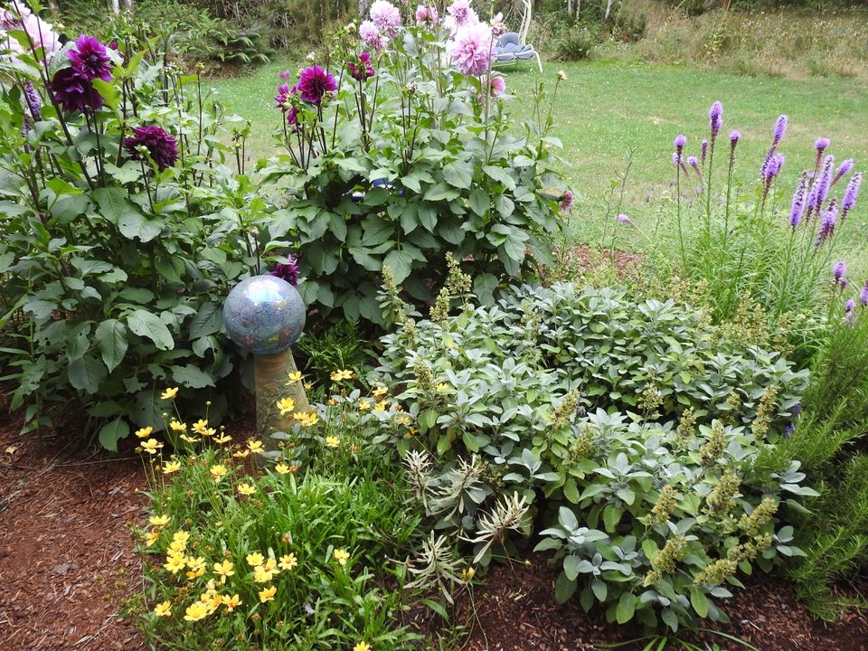 Dahlias and coreopsis in a mixed perennial bed