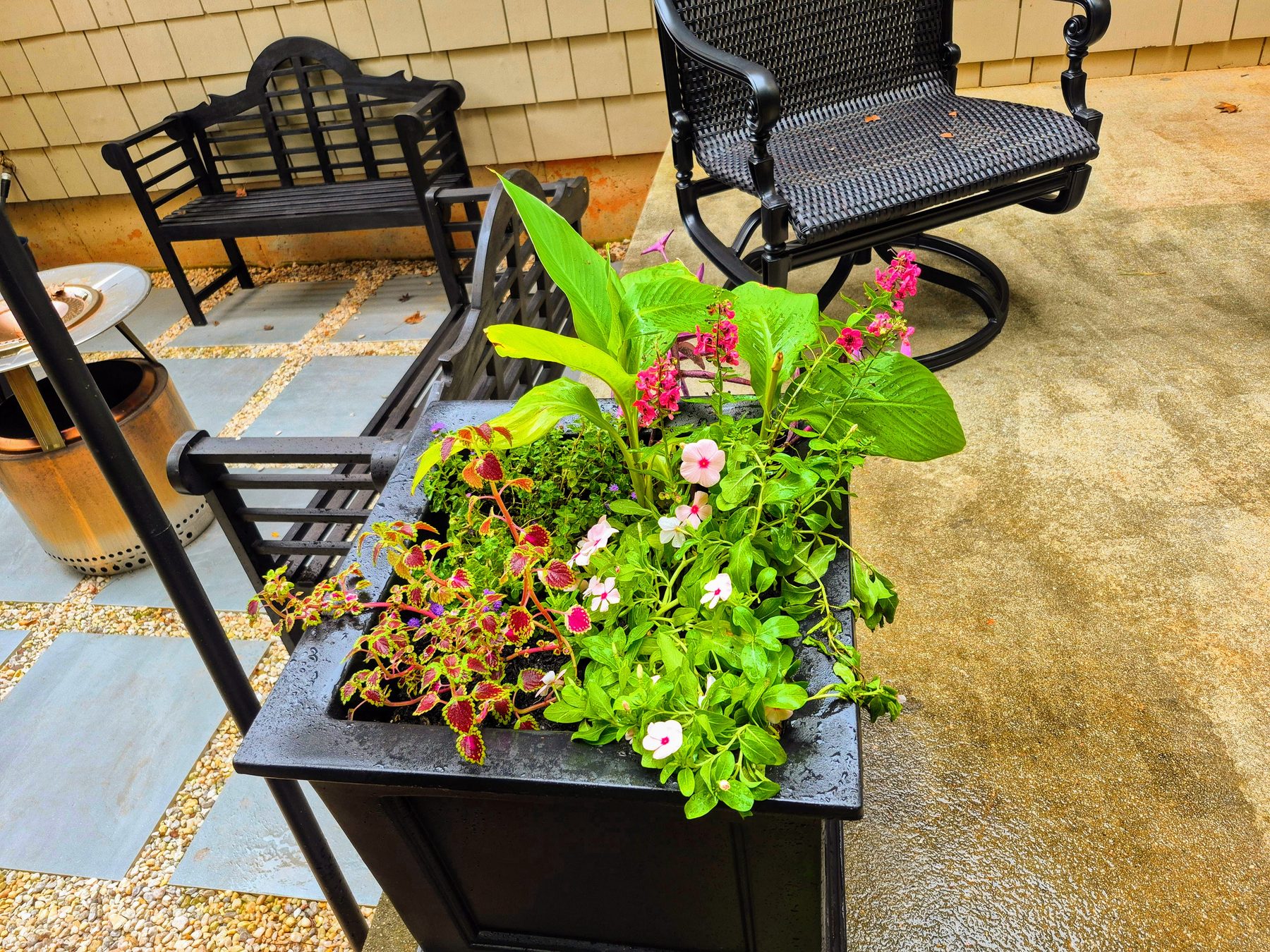 Decorative mixed container planting on a patio