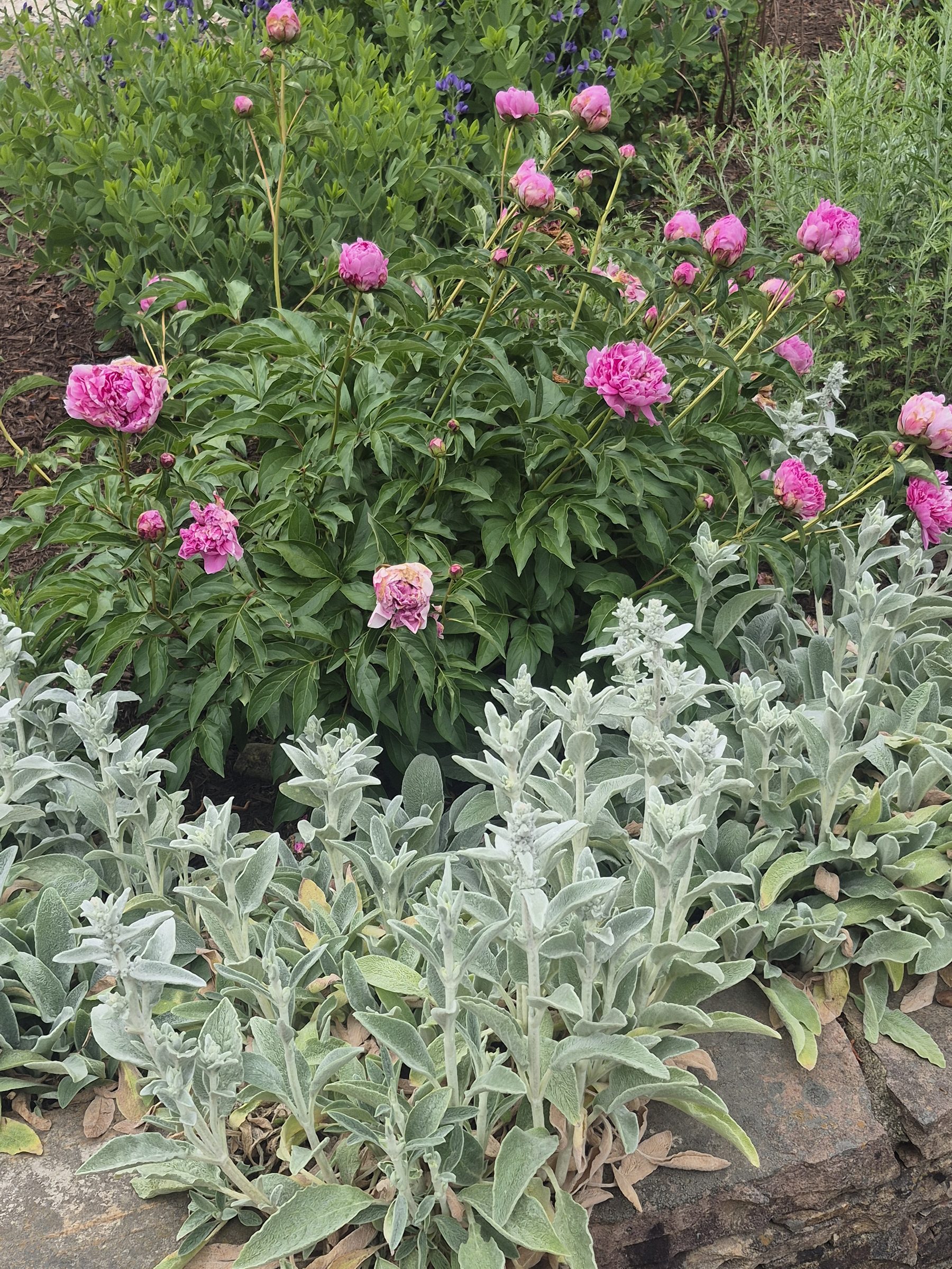 Pink peonies planted behind a border of silvery lamb's ear