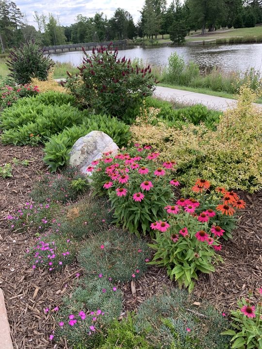 Perennial bed with coneflowers beside a walking path